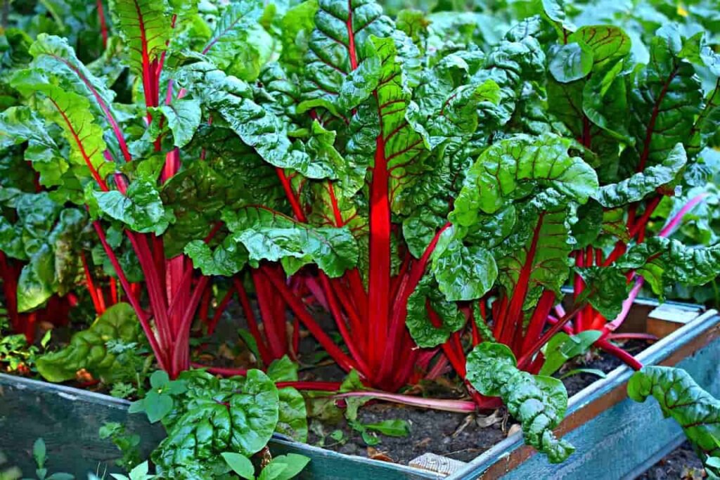 Plants used in organic gardening