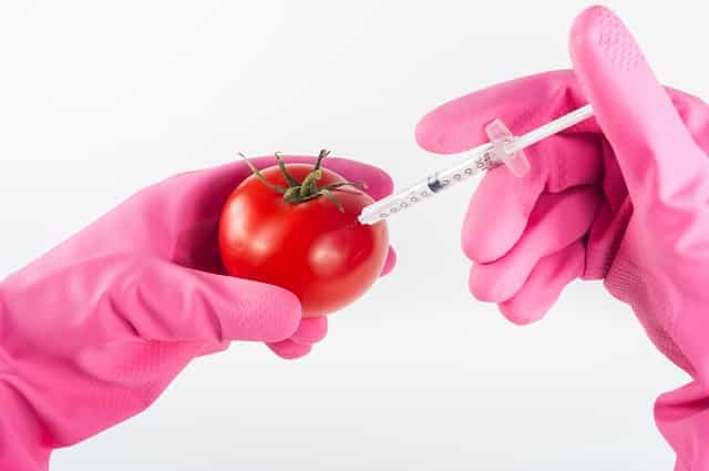 Genetically modifying a tomato