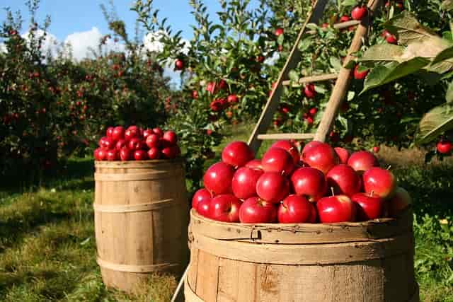 Apples produced through organic farming