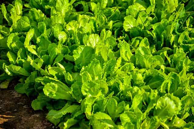 Lettuce in organic farming