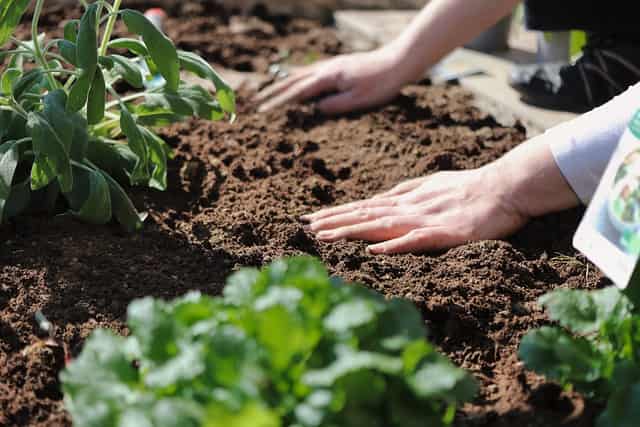 soil and plants 