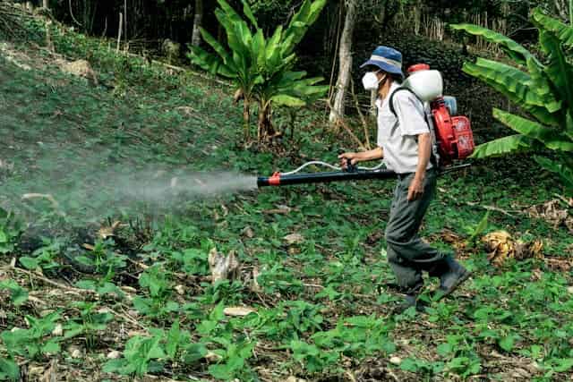 A man spraying pesticides in conventional farming