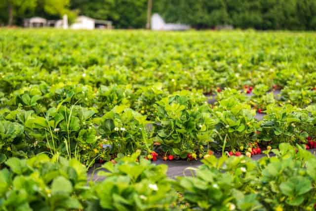 strawberries in a farm